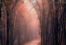 曼晚：曼联旧将布兰登-威廉姆斯被指控危险驾驶，本人认罪.